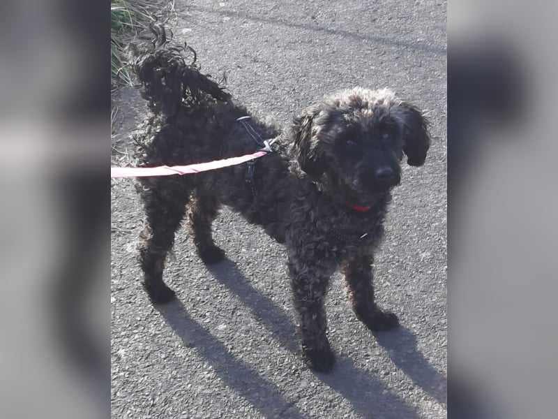 Paca, (liebevoll Pia genannt ) süßes Pudelmädchen geb. 2025