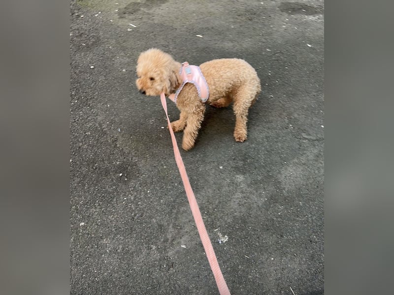 Toypudel Weibchen, 1,5 Jahre – liebevolles Zuhause gesucht