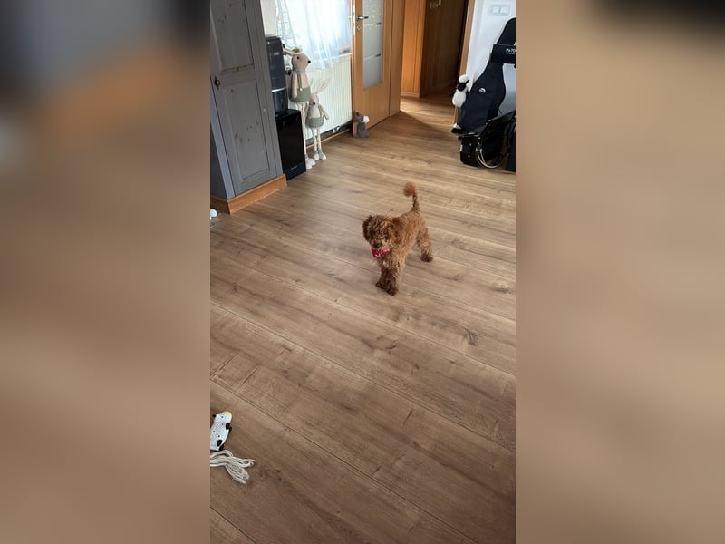 Süßer Toy-Pudel Rüde – 6 Monate alt – sucht liebevolles Zuhause