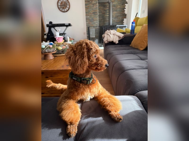 Süßer Toy-Pudel Rüde – 6 Monate alt – sucht liebevolles Zuhause