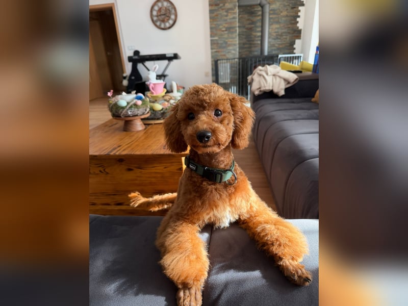 Süßer Toy-Pudel Rüde – 6 Monate alt