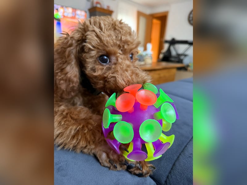 Süßer Toy-Pudel Rüde – 6 Monate alt – sucht liebevolles Zuhause