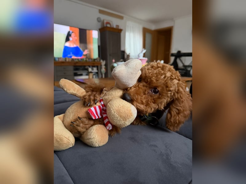 Süßer Toy-Pudel Rüde – 6 Monate alt – sucht liebevolles Zuhause