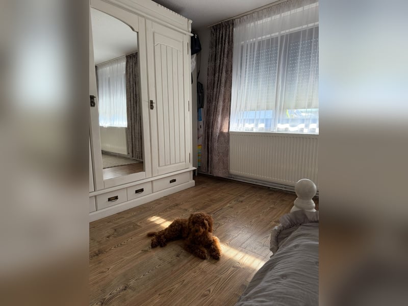 Süßer Toy-Pudel Rüde – 6 Monate alt