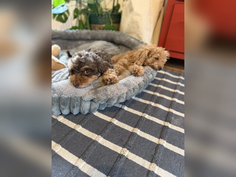 Pudel Zwergpudel Hündin liebt Kinder , Katzen und kuscheln