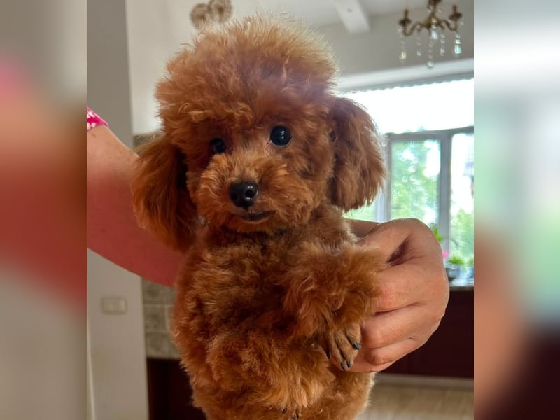 Pudel Männchen, rot, FCI, 19 cm