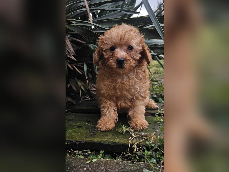 Pudelwelpen, männlich und weiblich