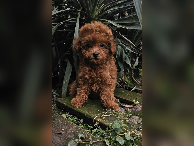 Pudelwelpen, männlich und weiblich