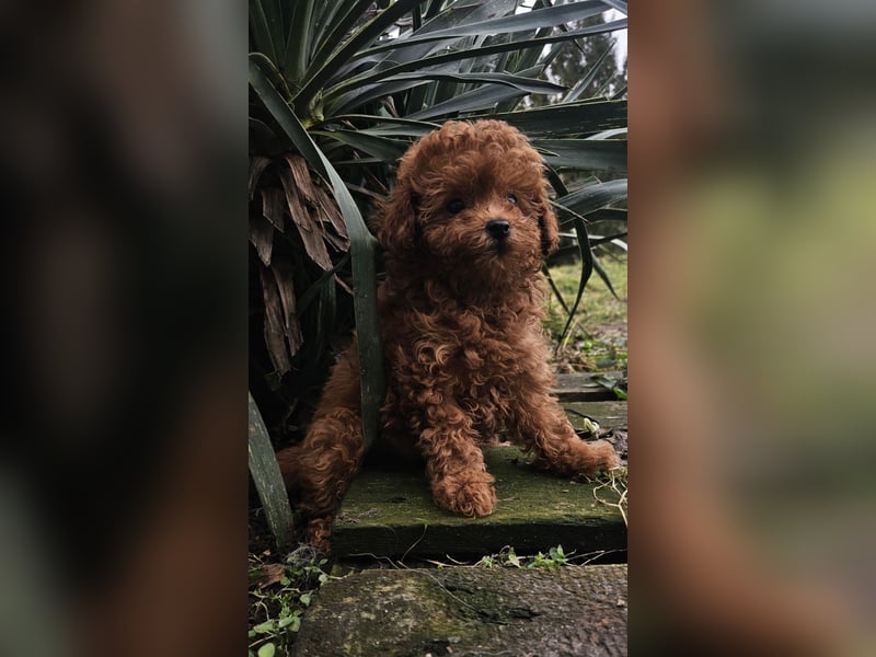 Pudelwelpen, männlich und weiblich