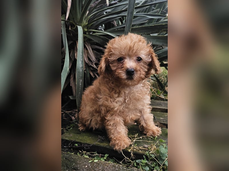 Pudelwelpen, männlich und weiblich