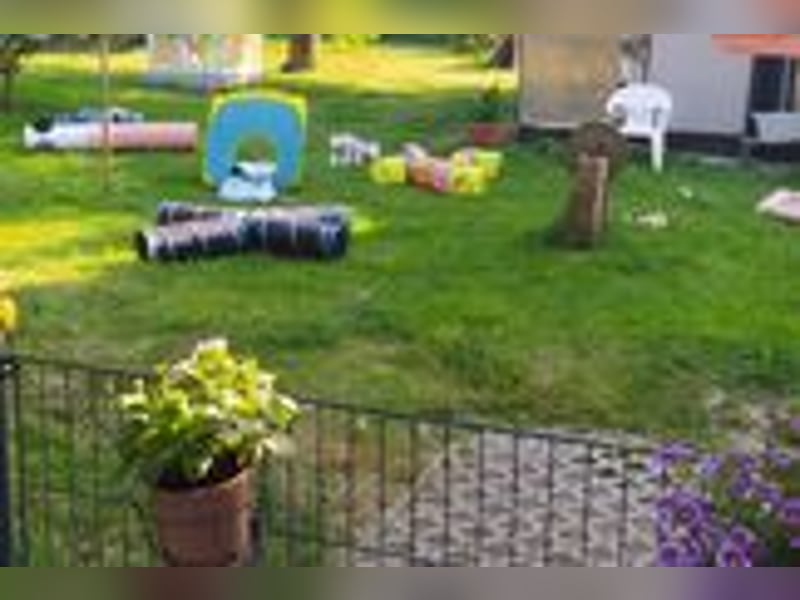 Weiße Zwergpudelwelpen mit VDH/DPK Papiere