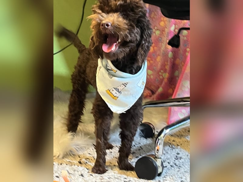 Bruno, freundlich, verspielter Pudelrüde geb. 2024