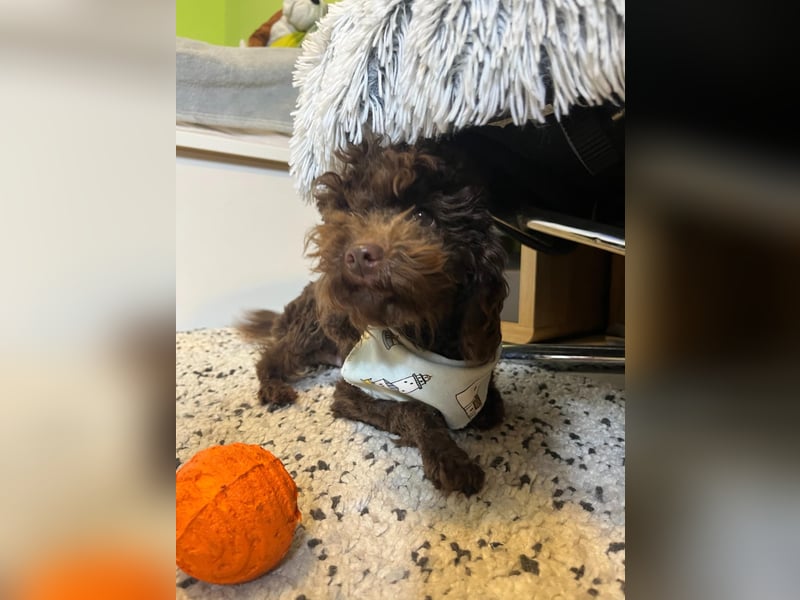 Bruno, freundlich, verspielter Pudelrüde geb. 2024