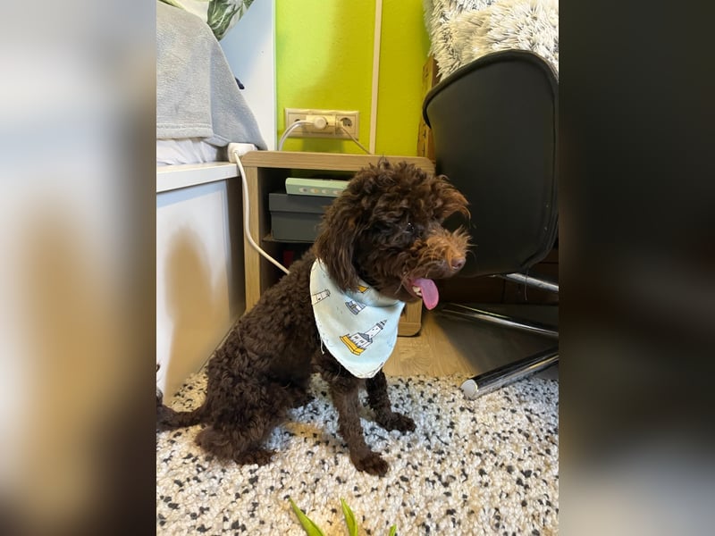 Bruno, freundlich, verspielter Pudelrüde geb. 2024