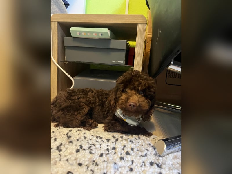 Bruno, freundlich, verspielter Pudelrüde geb. 2024