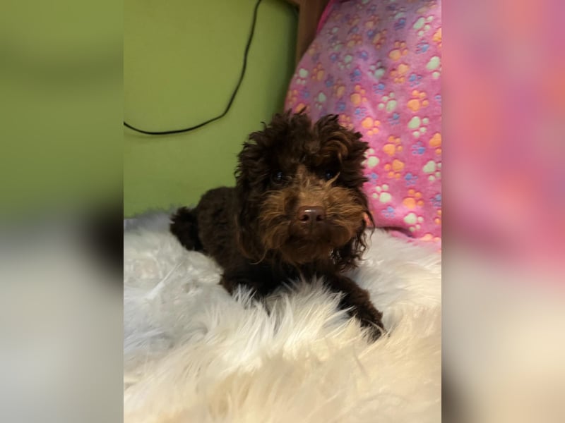 Bruno, freundlich, verspielter Pudelrüde geb. 2024