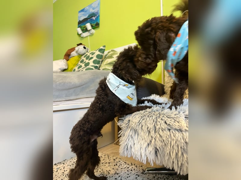 Bruno, freundlich, verspielter Pudelrüde geb. 2024