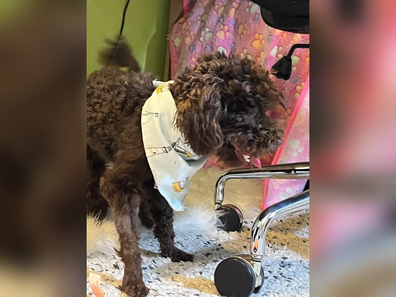 Bruno, freundlich, verspielter Pudelrüde geb. 2024