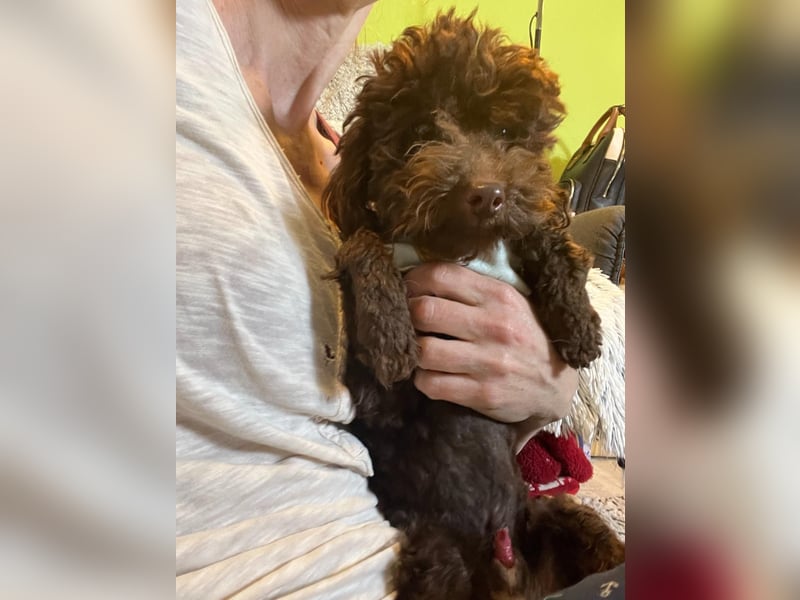 Bruno, freundlich, verspielter Pudelrüde geb. 2024