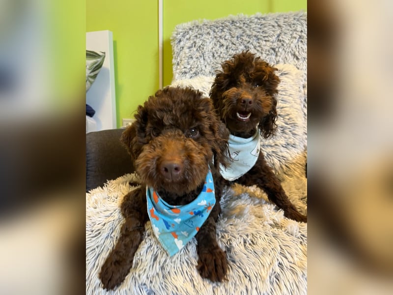 Bruno, freundlich, verspielter Pudelrüde geb. 2024