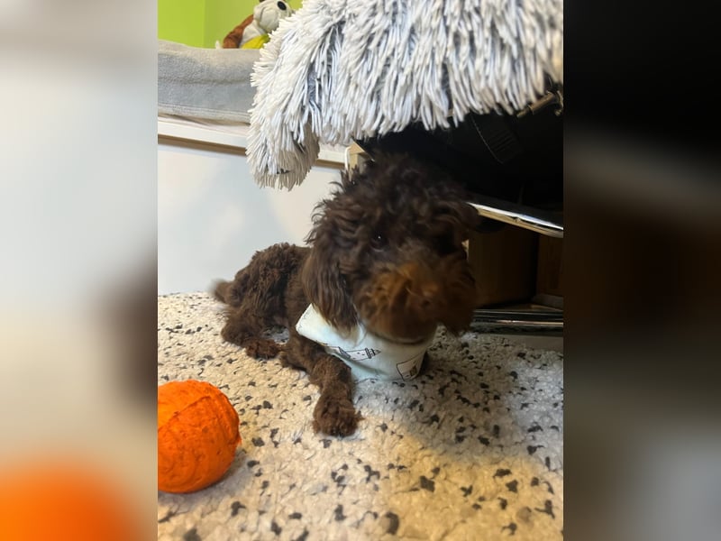 Bruno, freundlich, verspielter Pudelrüde geb. 2024