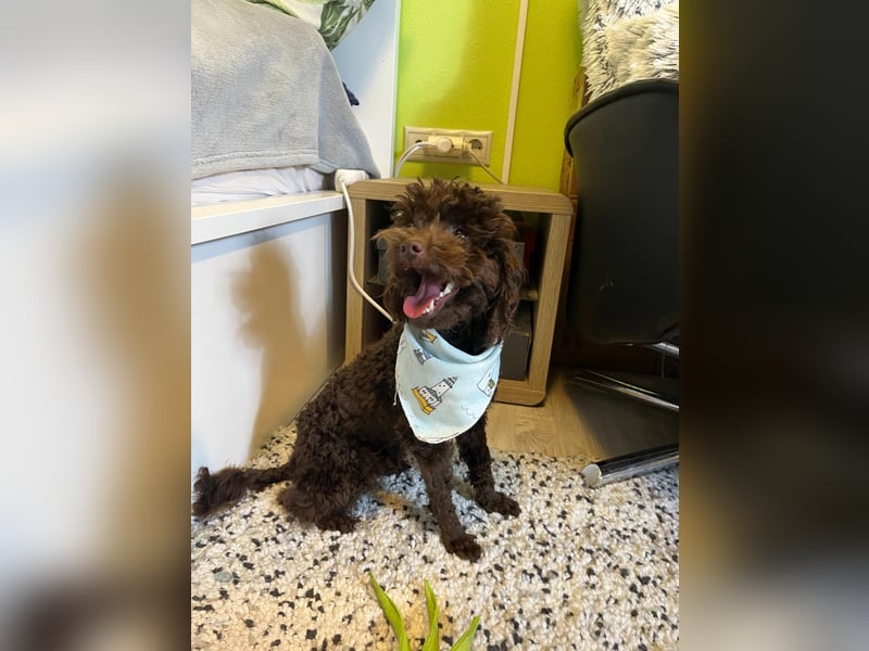 Bruno, freundlich, verspielter Pudelrüde geb. 2024