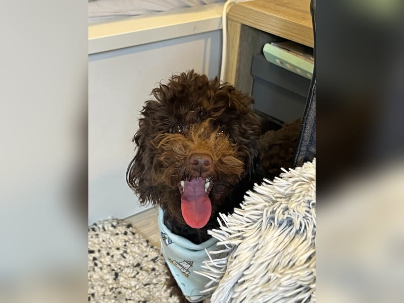 Bruno, freundlich, verspielter Pudelrüde geb. 2024