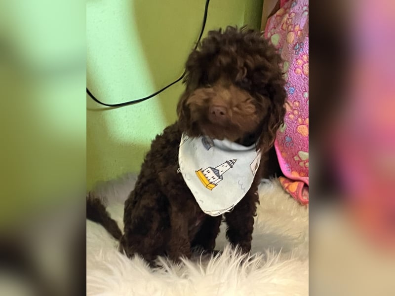 Bruno, freundlich, verspielter Pudelrüde geb. 2024