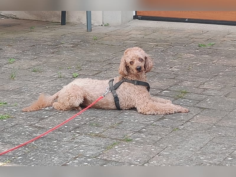 12 - jähriger Pudel Opa sucht Rentnerplatz