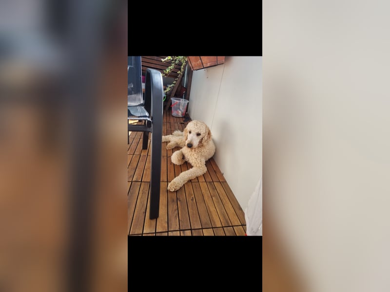  Liebevoller Pudelrüde sucht sein Für-immer-Zuhause 