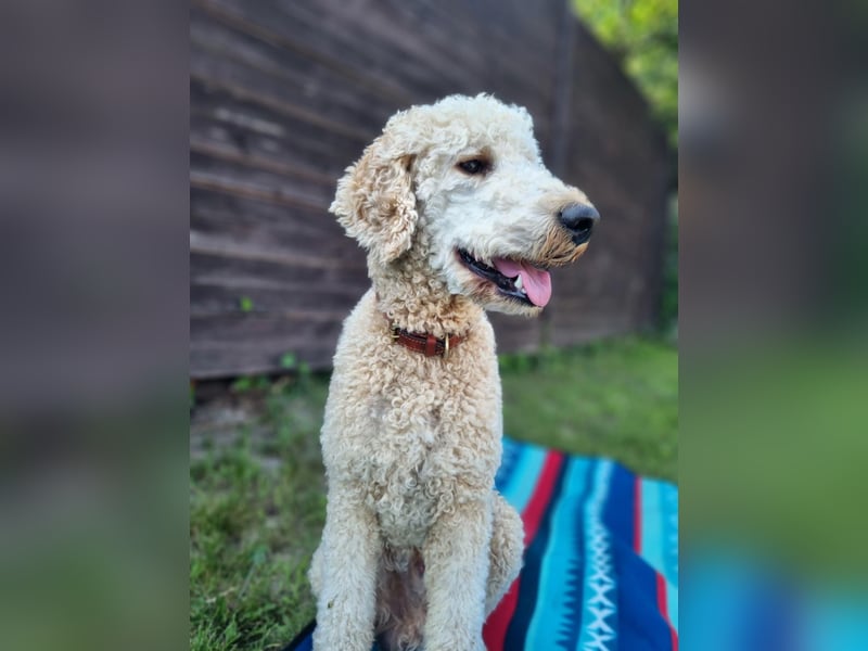  Liebevoller Pudelrüde sucht sein Für-immer-Zuhause 