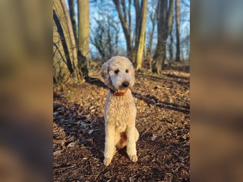  Liebevoller Pudelrüde sucht sein Für-immer-Zuhause 