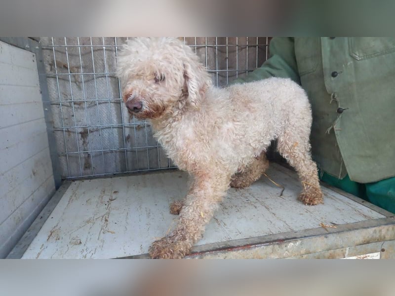 Elza-PP - Zuckersüße Pudel-Dame sucht ihr Für-immer-Zuhause