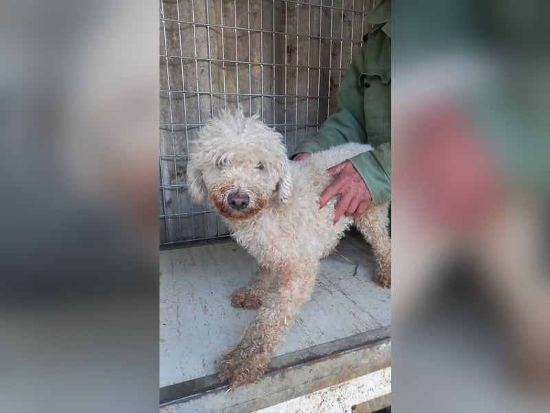 Elza-PP - Zuckersüße Pudel-Dame sucht ihr Für-immer-Zuhause