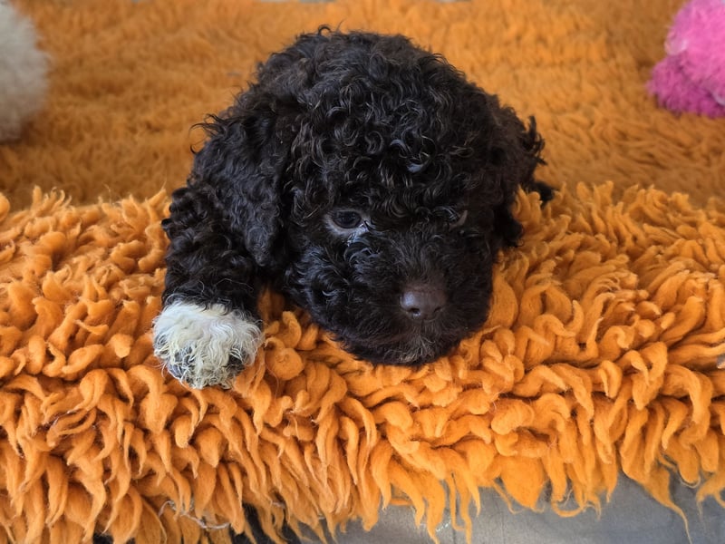 Lagotto Romagnolo
