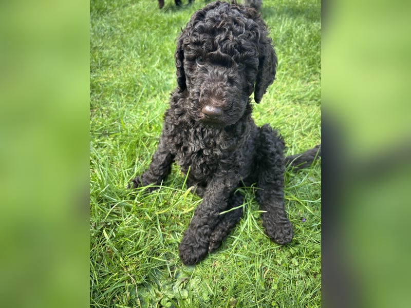 Großpudel Welpen Schokobraun