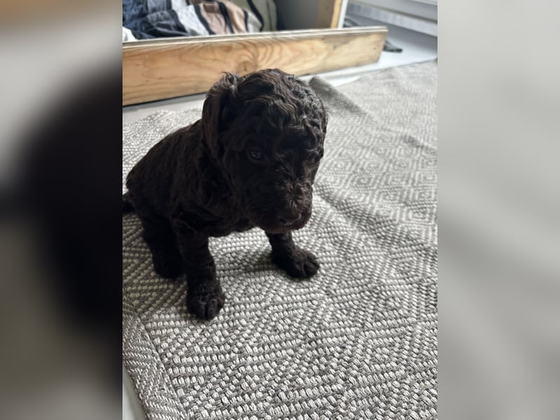 Braune Großpudel Welpen / Königspudel mit VDH Papieren