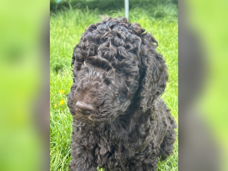 Großpudel Welpen Schokobraun