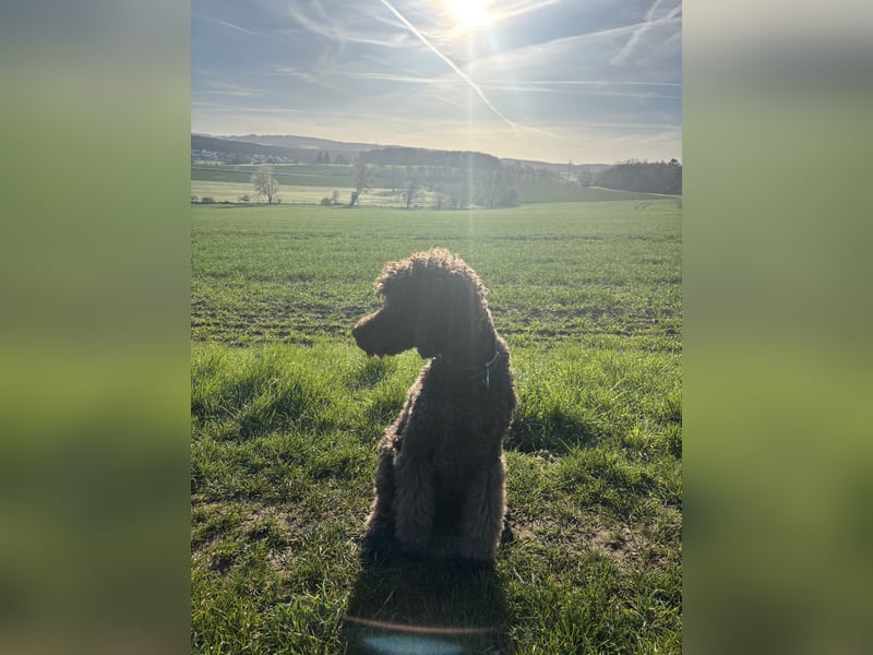Braune Großpudel Welpen / Königspudel mit VDH Papieren