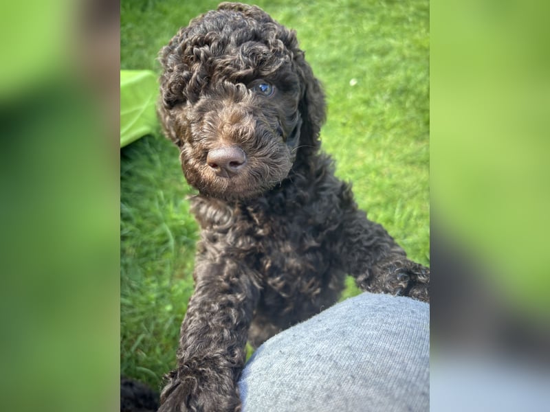 Großpudel Welpen Schokobraun