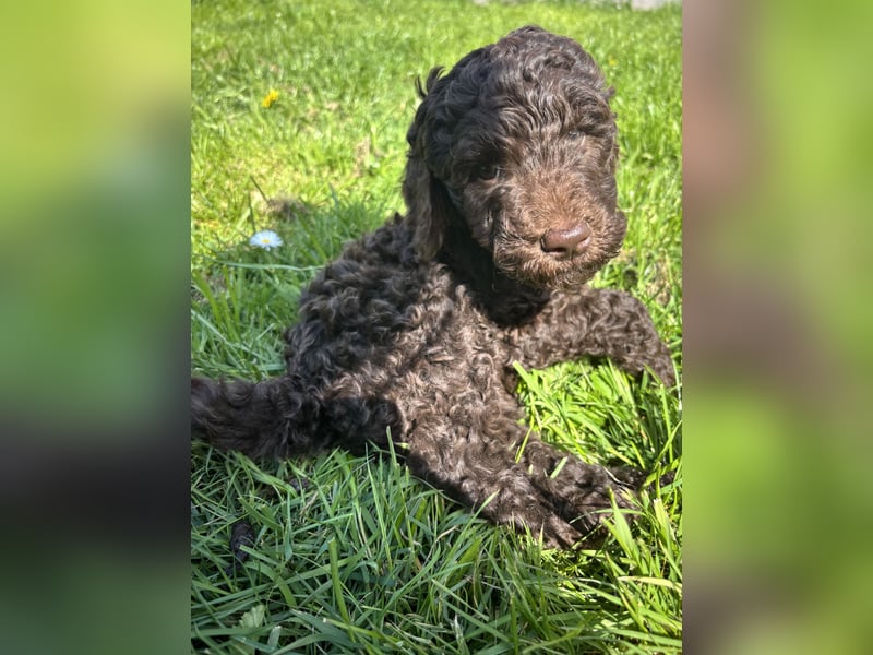 Großpudel Welpen Schokobraun