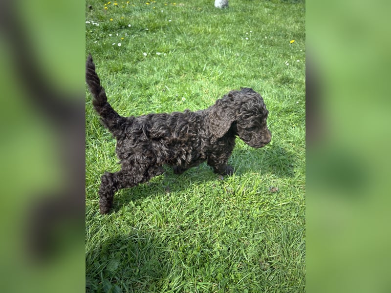 Großpudel Welpen Schokobraun