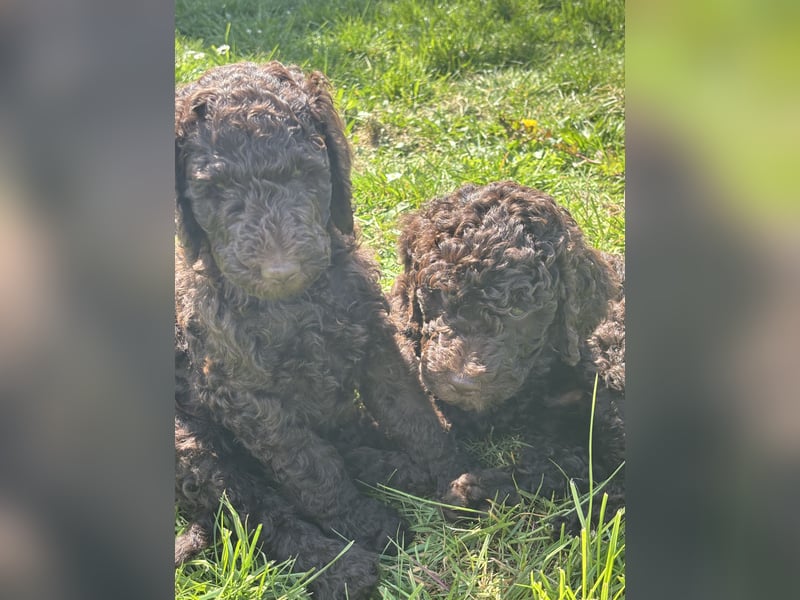 Großpudel Welpen Schokobraun