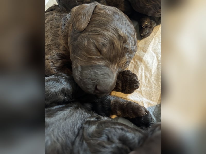 Braune Großpudel Welpen / Königspudel mit VDH Papieren