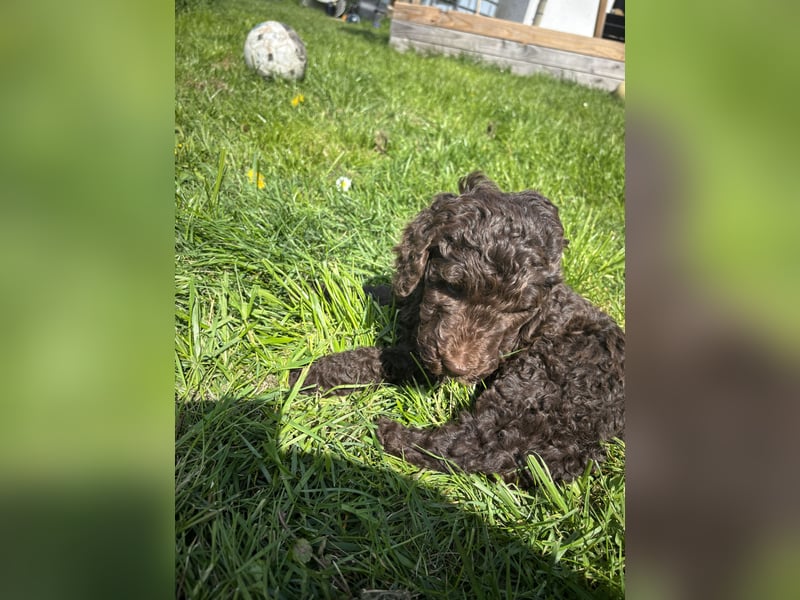 Großpudel Welpen Schokobraun