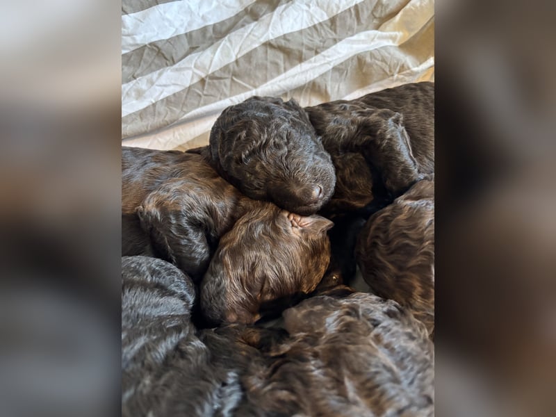 Braune Großpudel Welpen / Königspudel mit VDH Papieren