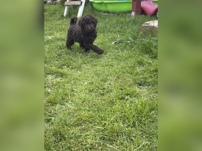 Großpudel Welpen Schokobraun