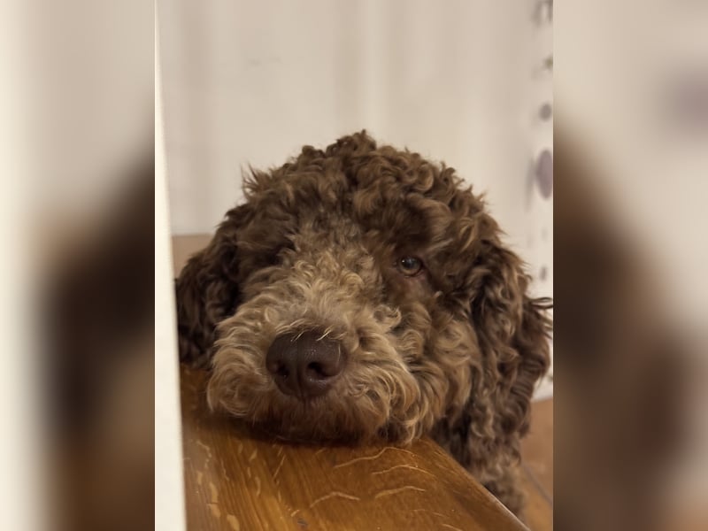 Pudelrüde 14 Monate