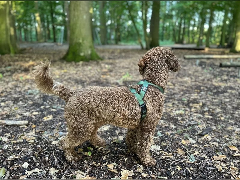 Pudelrüde 14 Monate