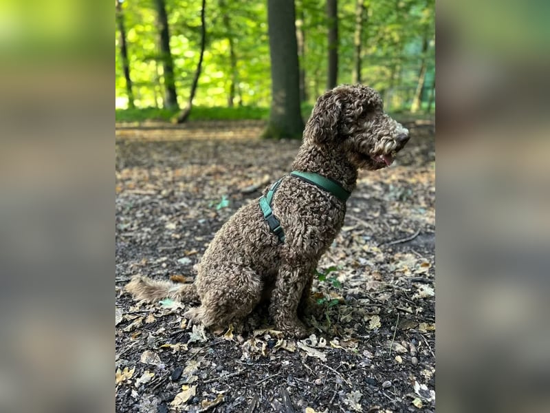 Pudelrüde 14 Monate